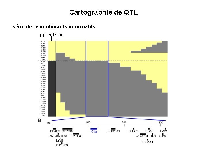 Cartographie de QTL série de recombinants informatifs pigmentation 