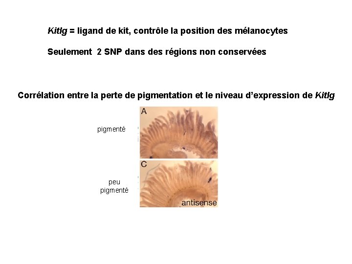Kitlg = ligand de kit, contrôle la position des mélanocytes Seulement 2 SNP dans