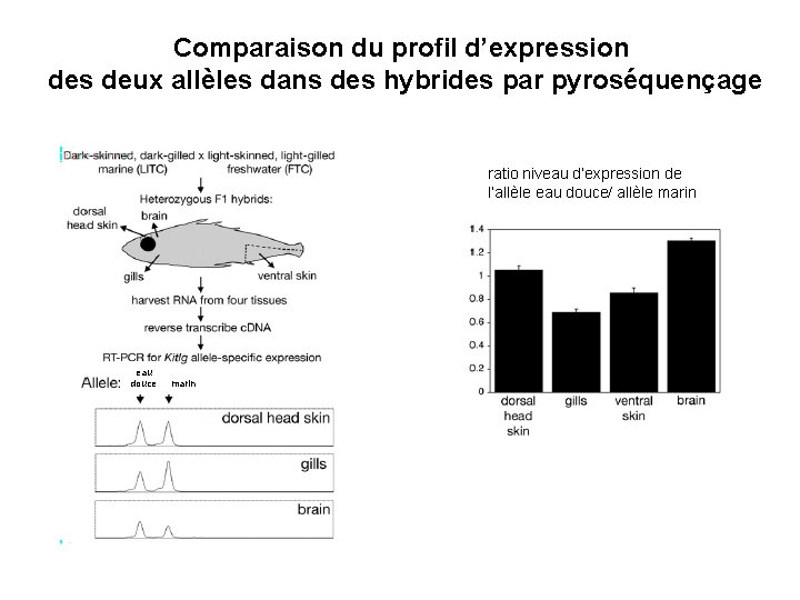 Comparaison du profil d’expression des deux allèles dans des hybrides par pyroséquençage ratio niveau