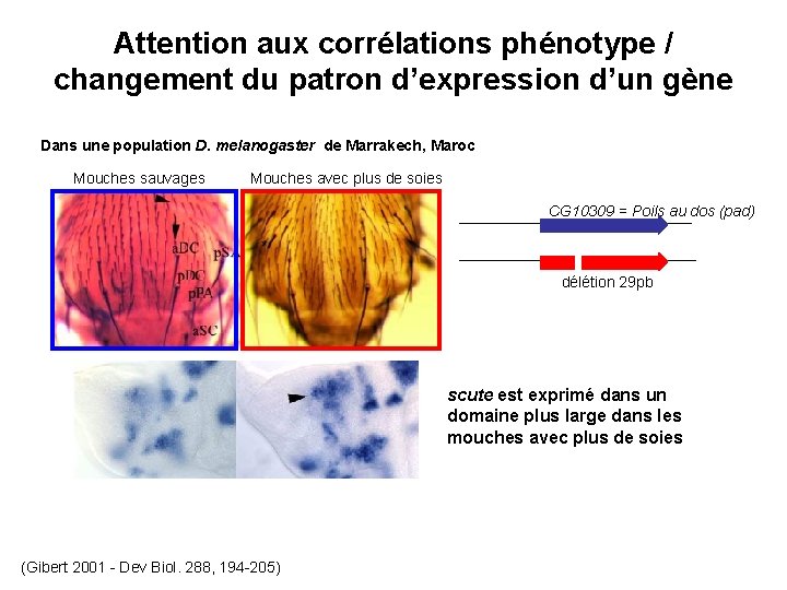Attention aux corrélations phénotype / changement du patron d’expression d’un gène Dans une population