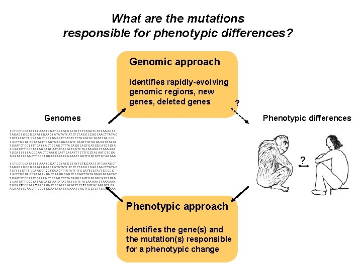 What are the mutations responsible for phenotypic differences? Genomic approach identifies rapidly-evolving genomic regions,
