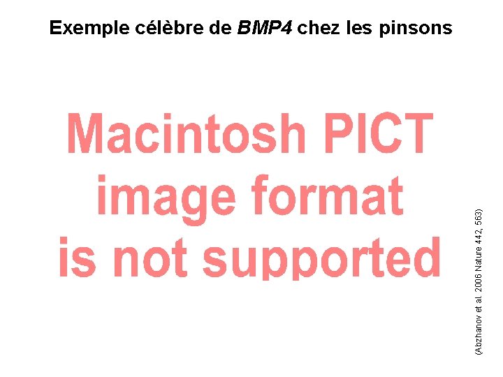 (Abzhanov et al. 2006 Nature 442, 563) Exemple célèbre de BMP 4 chez les