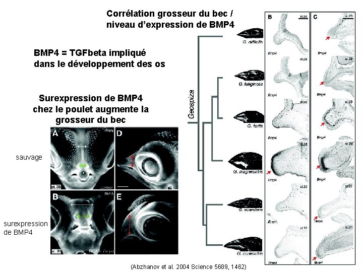 Corrélation grosseur du bec / niveau d’expression de BMP 4 = TGFbeta impliqué dans