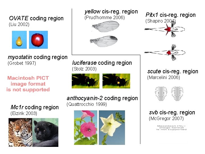 yellow cis-reg. region (Prud’homme 2006) OVATE coding region (Liu 2002) myostatin coding region (Grobet