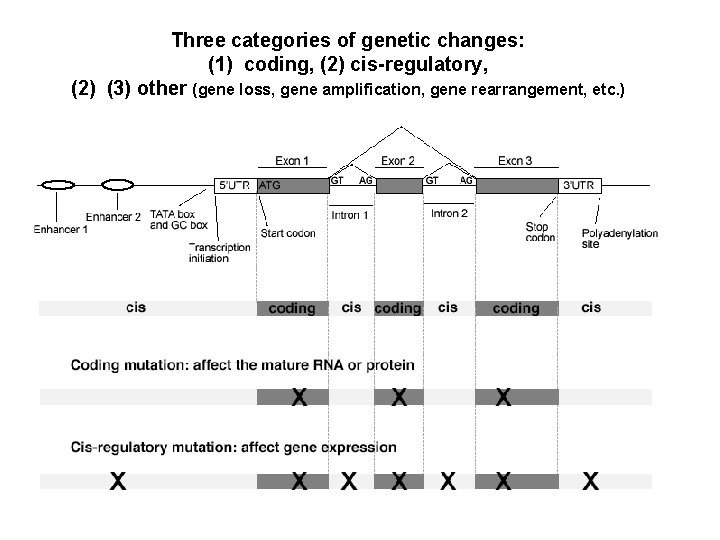 Three categories of genetic changes: (1) coding, (2) cis-regulatory, (2) (3) other (gene loss,