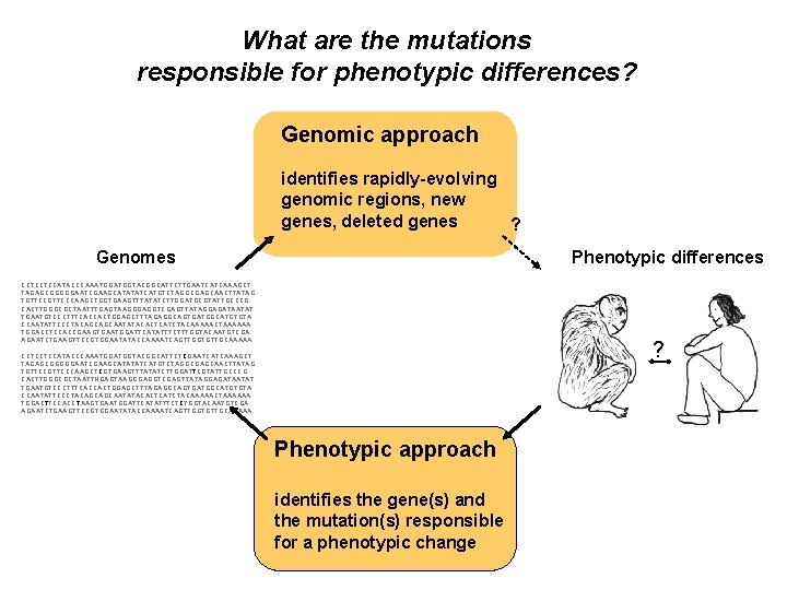 What are the mutations responsible for phenotypic differences? Genomic approach identifies rapidly-evolving genomic regions,