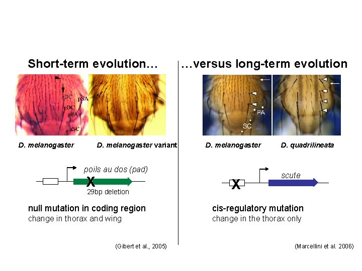 Short-term evolution… D. melanogaster variant …versus long-term evolution D. melanogaster poils au dos (pad)