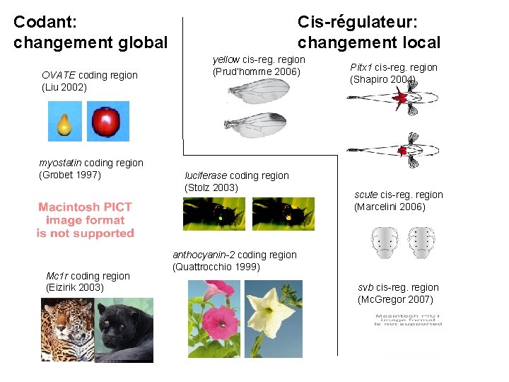 Codant: changement global OVATE coding region (Liu 2002) myostatin coding region (Grobet 1997) Mc