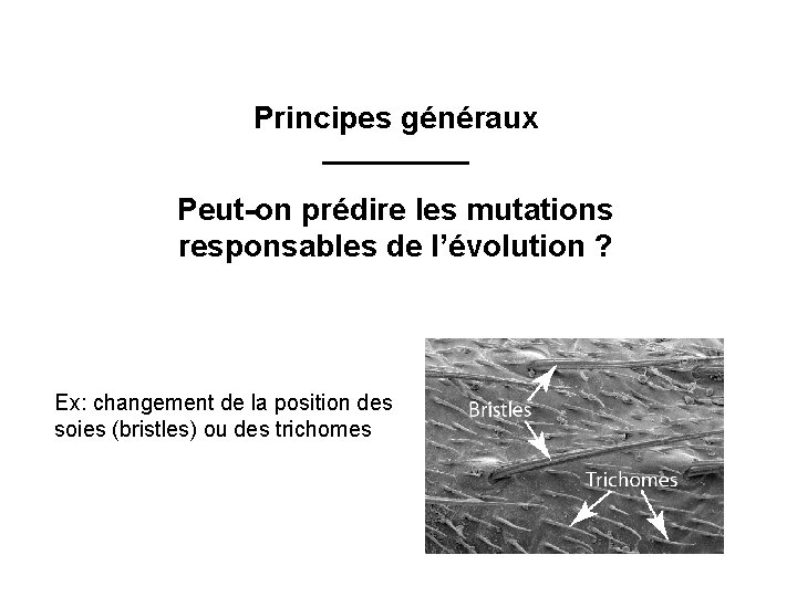 Principes généraux Peut-on prédire les mutations responsables de l’évolution ? Ex: changement de la