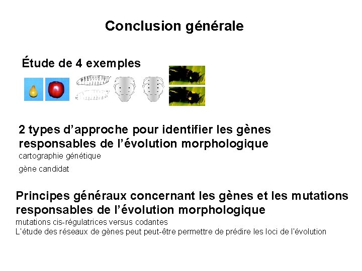 Conclusion générale Étude de 4 exemples 2 types d’approche pour identifier les gènes responsables