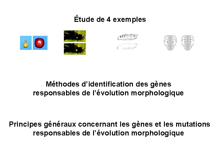 Étude de 4 exemples Méthodes d’identification des gènes responsables de l’évolution morphologique Principes généraux