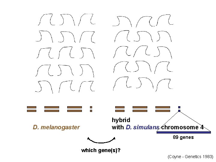 D. melanogaster hybrid with D. simulans chromosome 4 89 genes which gene(s)? (Coyne -