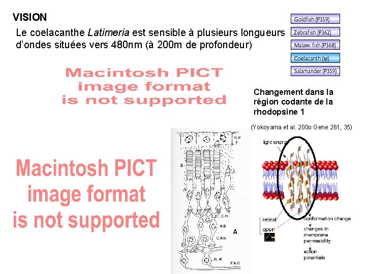 VISION Le coelacanthe Latimeria est sensible à plusieurs longueurs d’ondes situées vers 480 nm