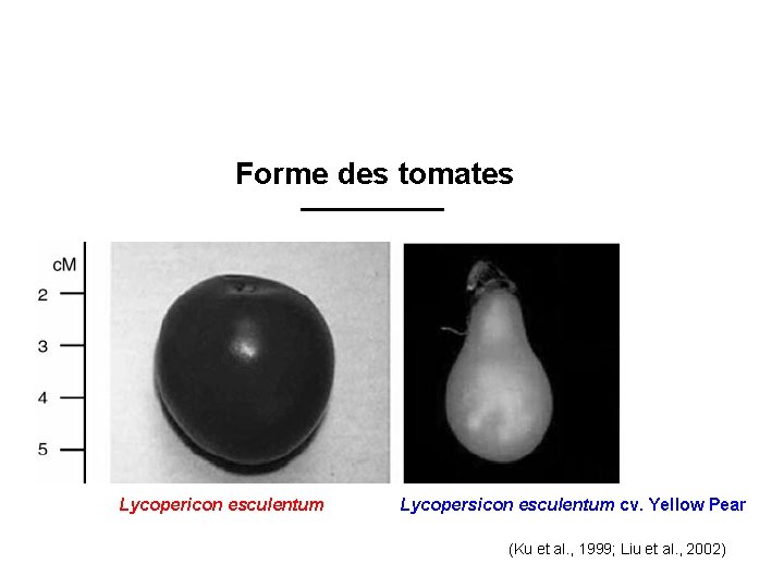 Forme des tomates Lycopericon esculentum Lycopersicon esculentum cv. Yellow Pear (Ku et al. ,