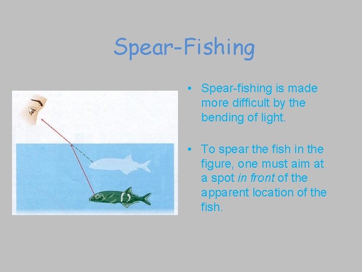 Spear-Fishing • Spear-fishing is made more difficult by the bending of light. • To