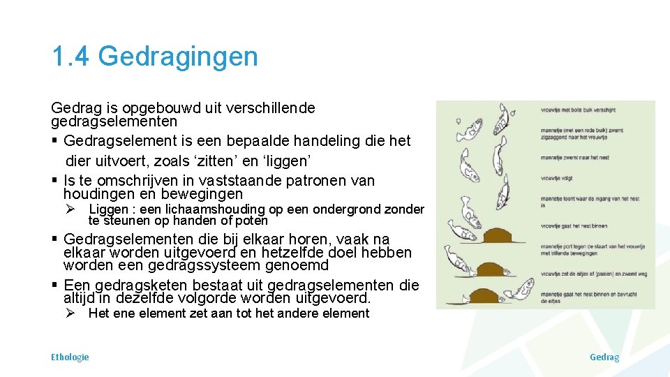 1. 4 Gedragingen Gedrag is opgebouwd uit verschillende gedragselementen § Gedragselement is een bepaalde