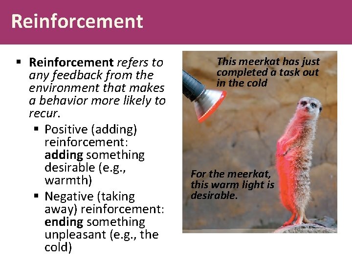 Reinforcement § Reinforcement refers to any feedback from the environment that makes a behavior