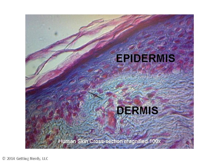 EPIDERMIS Human Skin Cross-section magnified 100 x © 2014 Getting Nerdy, LLC 