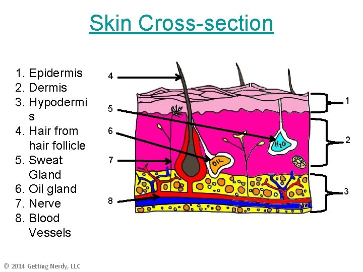 Skin Cross-section 1. Epidermis 2. Dermis 3. Hypodermi s 4. Hair from hair follicle