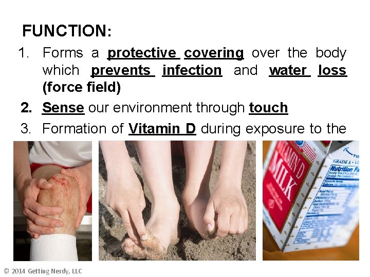 FUNCTION: 1. Forms a protective covering over the body which prevents infection and water