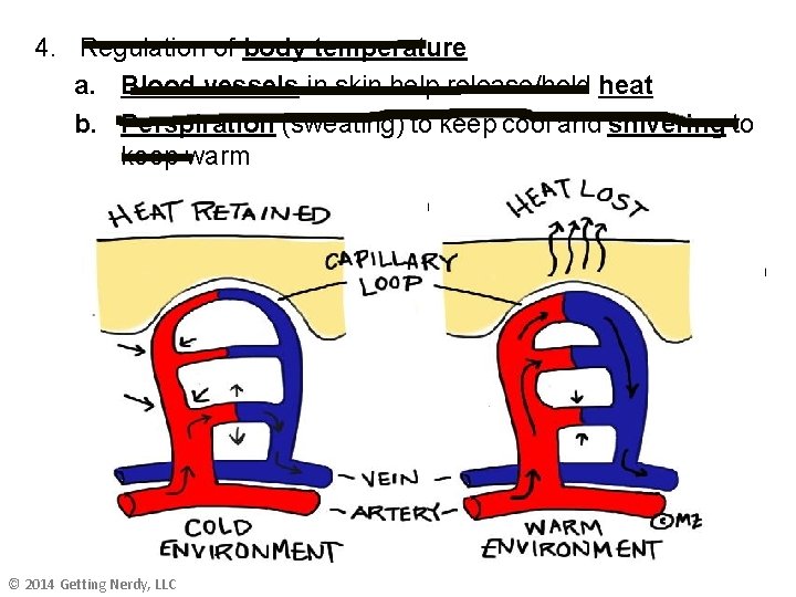 4. Regulation of body temperature a. Blood vessels in skin help release/hold heat b.