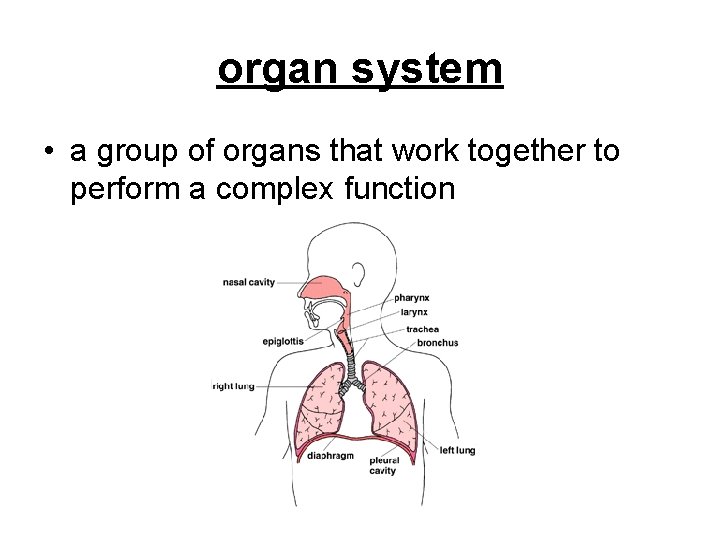 organ system • a group of organs that work together to perform a complex