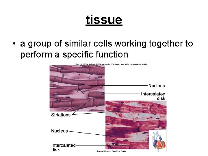 tissue • a group of similar cells working together to perform a specific function