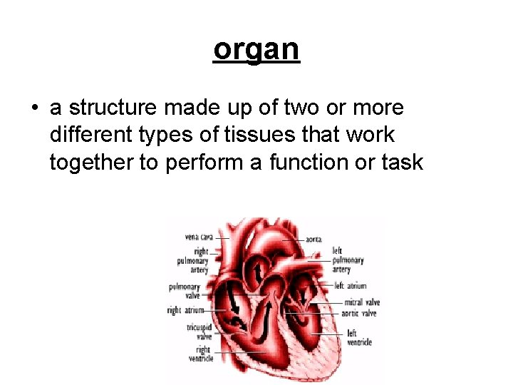 organ • a structure made up of two or more different types of tissues