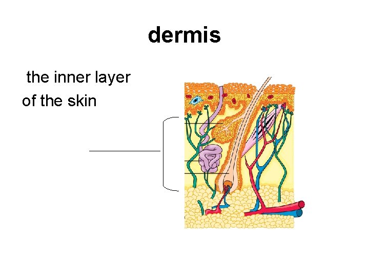 dermis the inner layer of the skin 