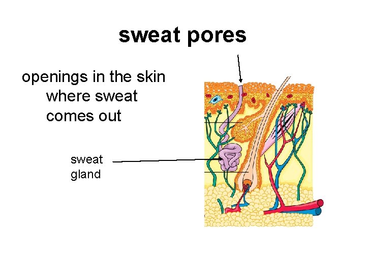 sweat pores openings in the skin where sweat comes out sweat gland 
