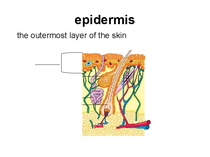 epidermis the outermost layer of the skin 