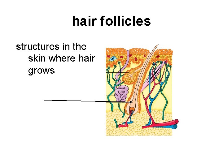 hair follicles structures in the skin where hair grows 