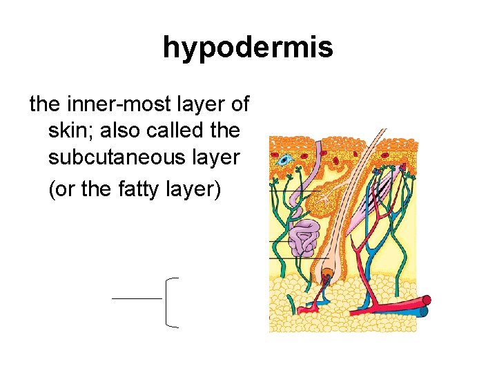 hypodermis the inner-most layer of skin; also called the subcutaneous layer (or the fatty