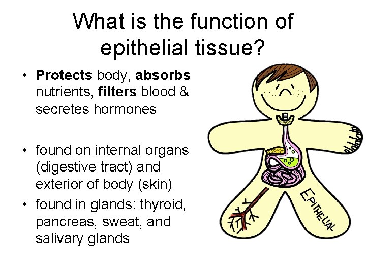 What is the function of epithelial tissue? • Protects body, absorbs nutrients, filters blood