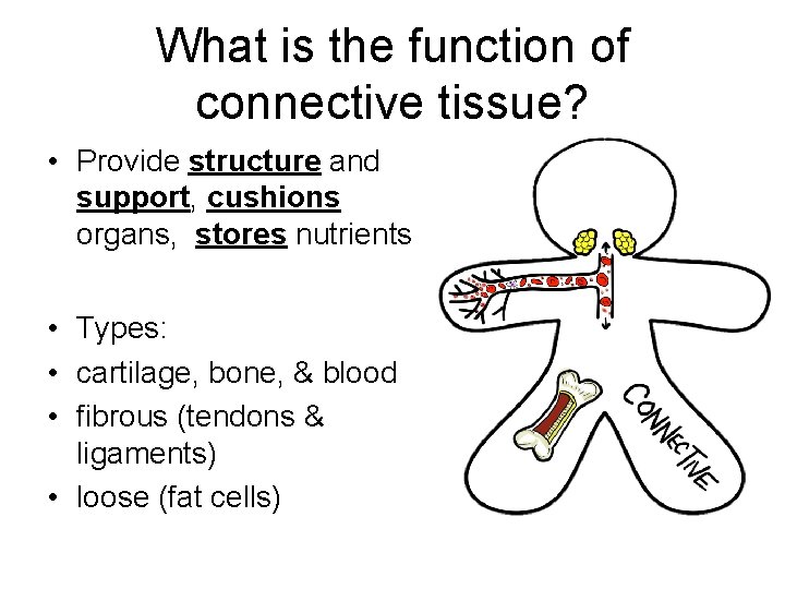 What is the function of connective tissue? • Provide structure and support, cushions organs,