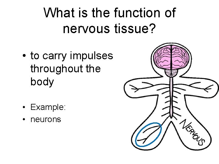 What is the function of nervous tissue? • to carry impulses throughout the body