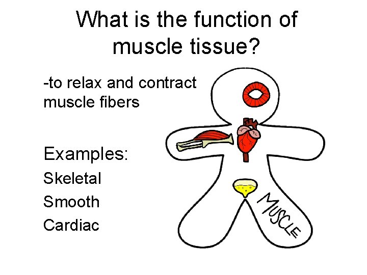 What is the function of muscle tissue? -to relax and contract muscle fibers Examples: