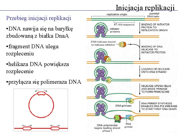 Inicjacja replikacji Przebieg inicjacji replikacji • DNA nawija się na baryłkę zbudowaną z białka