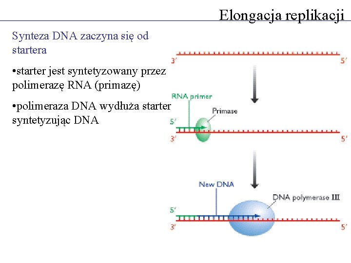 Elongacja replikacji Synteza DNA zaczyna się od startera • starter jest syntetyzowany przez polimerazę