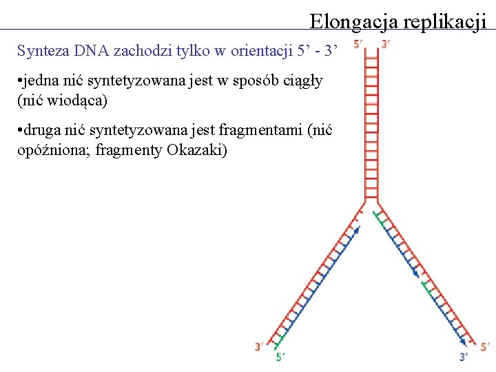 Elongacja replikacji Synteza DNA zachodzi tylko w orientacji 5’ - 3’ • jedna nić