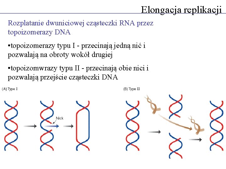 Elongacja replikacji Rozplatanie dwuniciowej cząsteczki RNA przez topoizomerazy DNA • topoizomerazy typu I -