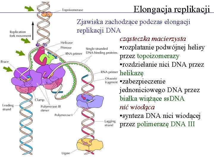 Elongacja replikacji Zjawiska zachodzące podczas elongacji replikacji DNA cząsteczka macierzysta • rozplatanie podwójnej helisy