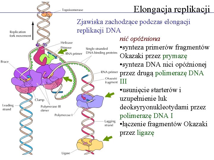 Elongacja replikacji Zjawiska zachodzące podczas elongacji replikacji DNA nić opóźniona • synteza primerów fragmentów