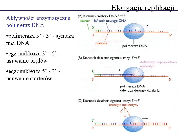 Elongacja replikacji Aktywności enzymatyczne polimeraz DNA • polimeraza 5’ - 3’ - synteza nici