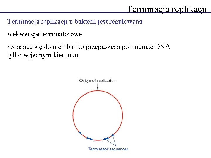 Terminacja replikacji u bakterii jest regulowana • sekwencje terminatorowe • wiążące się do nich