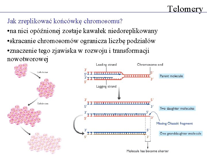 Telomery Jak zreplikować końcówkę chromosomu? • na nici opóźnionej zostaje kawałek niedoreplikowany • skracanie