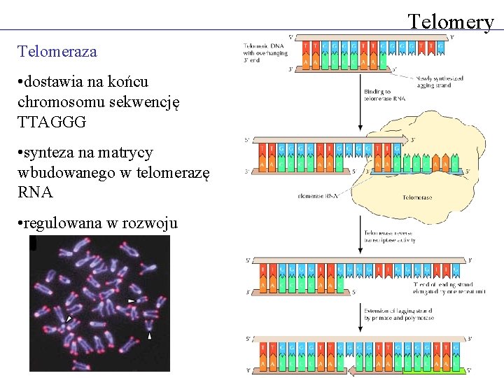 Telomery Telomeraza • dostawia na końcu chromosomu sekwencję TTAGGG • synteza na matrycy wbudowanego