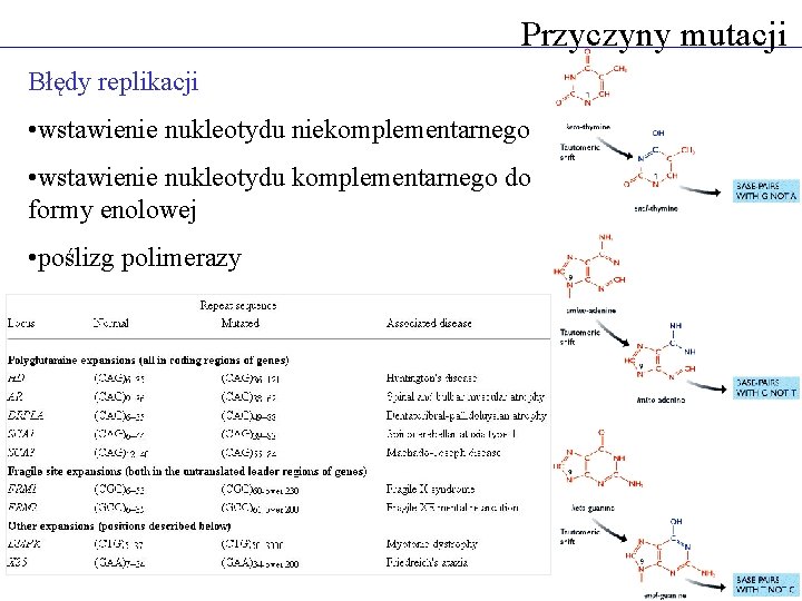 Przyczyny mutacji Błędy replikacji • wstawienie nukleotydu niekomplementarnego • wstawienie nukleotydu komplementarnego do formy