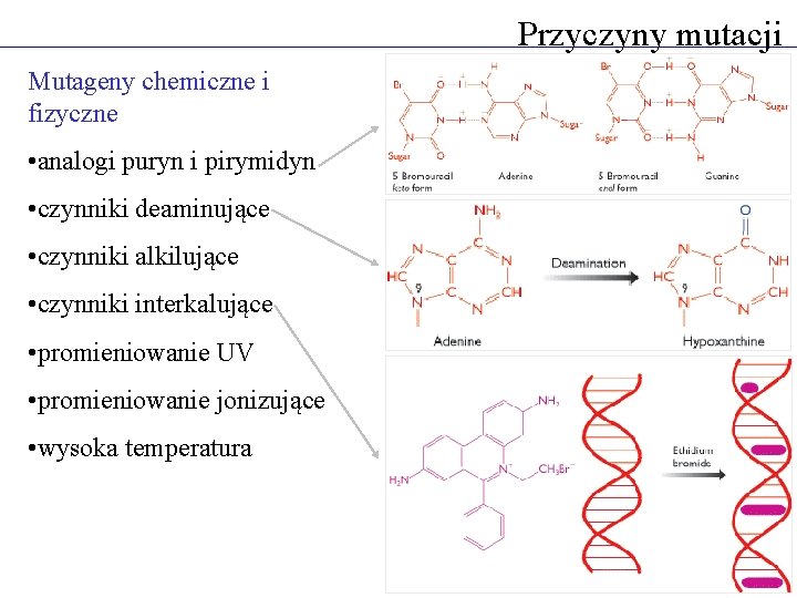 Przyczyny mutacji Mutageny chemiczne i fizyczne • analogi puryn i pirymidyn • czynniki deaminujące
