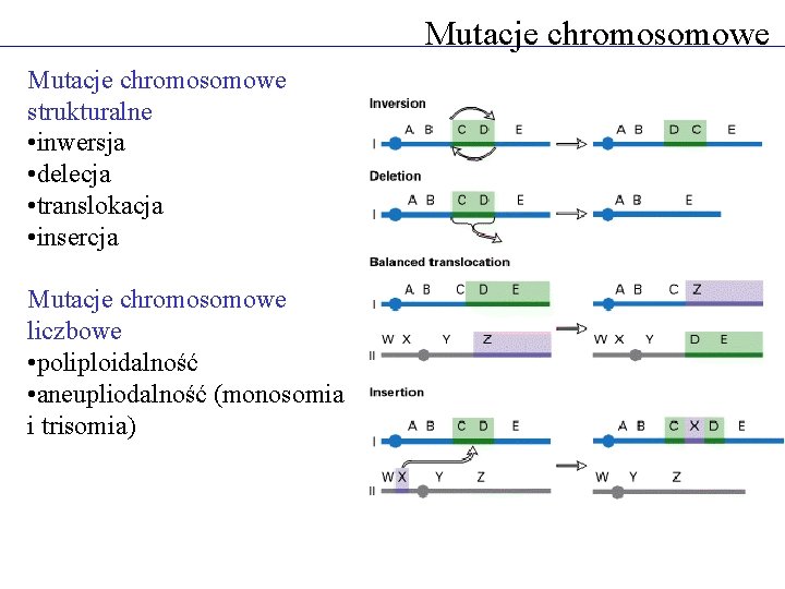 Mutacje chromosomowe strukturalne • inwersja • delecja • translokacja • insercja Mutacje chromosomowe liczbowe